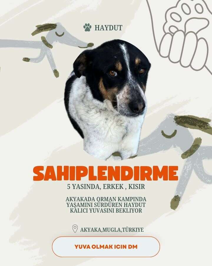 Akyaka’da 20 Köpek Yuva Bekliyor: Hayvanseverlerden Sahiplenme Çağrısı 12